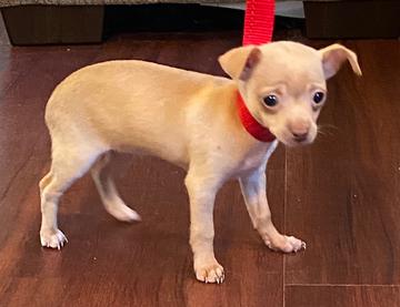 Florida Little Dog Rescue Group - Adoption Pending