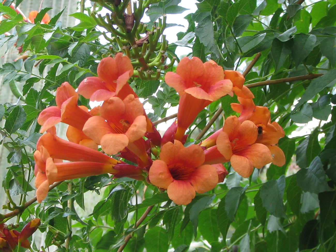 Grobe S Nursery And Garden Centre Vines